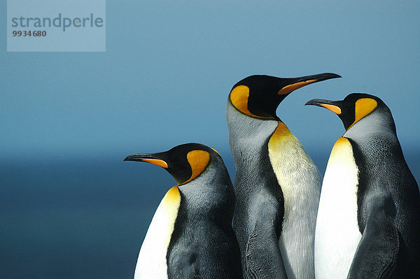 Königspinguin Aptenodytes patagonica Meer Falklandinseln Pinguin Südamerika