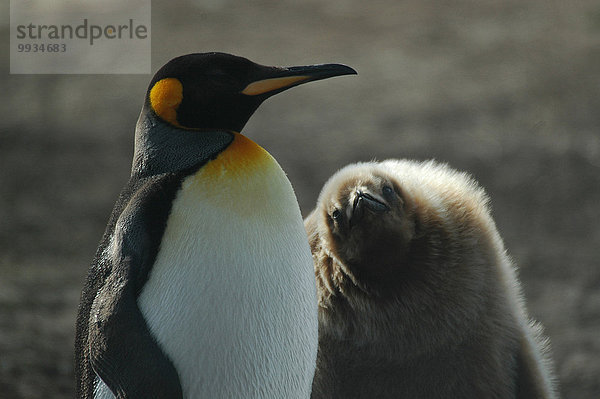 Königspinguin Aptenodytes patagonica junger Erwachsener junge Erwachsene Meer jung Falklandinseln Erwachsener Jungvogel Pinguin Südamerika