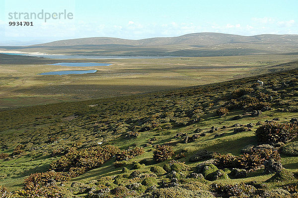 Berg Strand Küste Schaf Ovis aries Meer Falklandinseln Bucht Südamerika Steppe