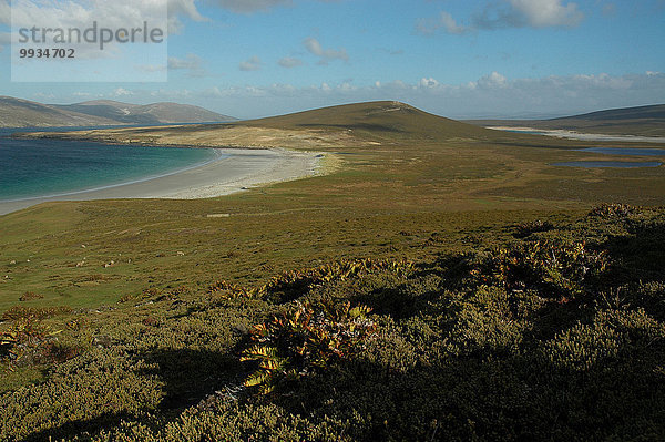 Berg Strand Küste Schaf Ovis aries Meer Sandstrand Falklandinseln Bucht Südamerika Steppe