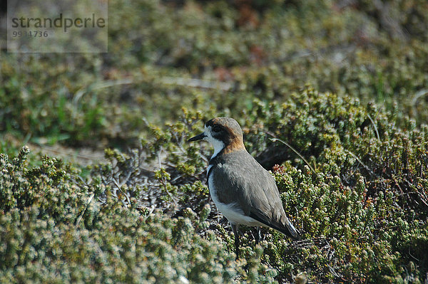 Vogel Falklandinseln Südamerika