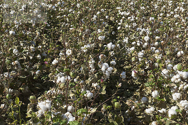 Außenaufnahme Tag Landwirtschaft niemand Feld anbauen Wolle Plumpsklo Asien Zentralasien Seidenstraße Usbekistan