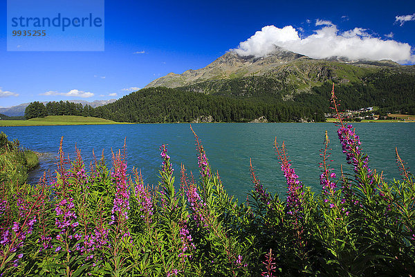 blauer Himmel wolkenloser Himmel wolkenlos Wasser Berg Blume Sommer See Alpen Silvaplanersee Weidenröschen Bergsee Oberengadin