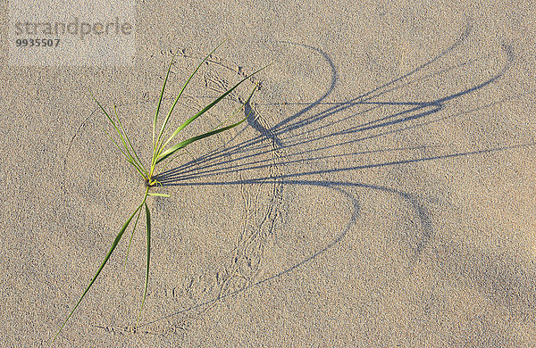 Detail Details Ausschnitt Ausschnitte Botanik Strand Sommer Großbritannien Küste Meer Natur Hintergrund Gras Düne Bündel Highlands Schottland
