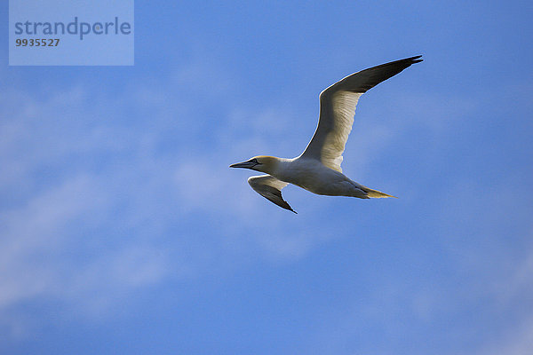 Basstölpel Sula bassanus Großbritannien Individualität Himmel fliegen fliegt fliegend Flug Flüge Küste Tier Meer weiß blau Vogel Flügel 1 Tölpel Erwachsener