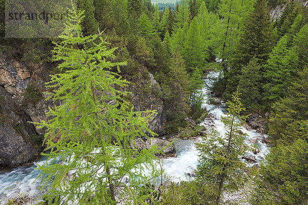 Europa fließen Fluss Kanton Graubünden Lärche Schweiz