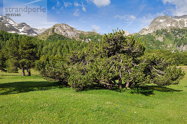 Europa Wald Holz Schweiz