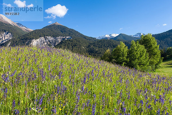 Blumenwiese Europa Wiese Kanton Graubünden Schweiz