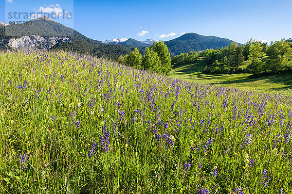 Blumenwiese Europa Wiese Kanton Graubünden Schweiz