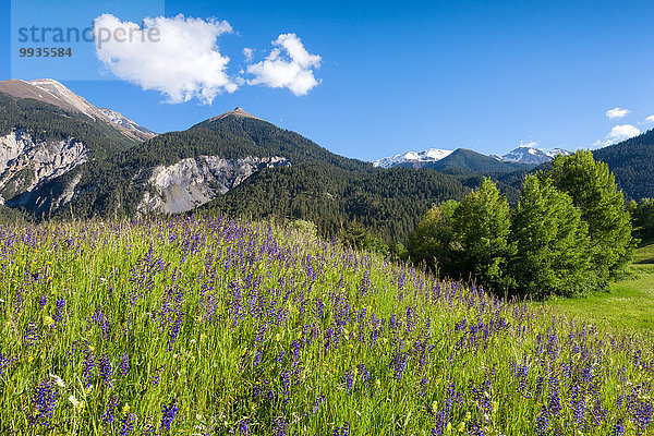 Blumenwiese Europa Wiese Kanton Graubünden Schweiz