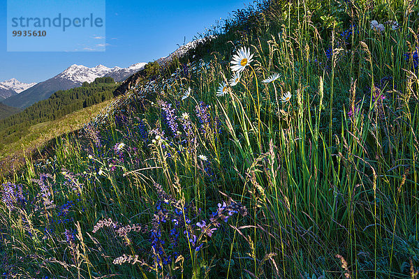 Blumenwiese Europa Wiese Kanton Graubünden Engadin Schweiz Unterengadin