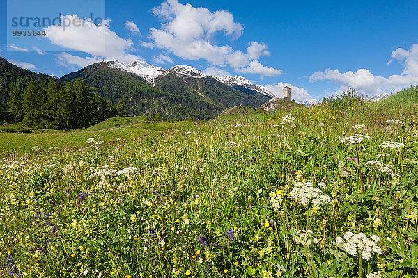 Blumenwiese Europa Palast Schloß Schlösser Ruine Wiese Kanton Graubünden Engadin Schweiz Unterengadin