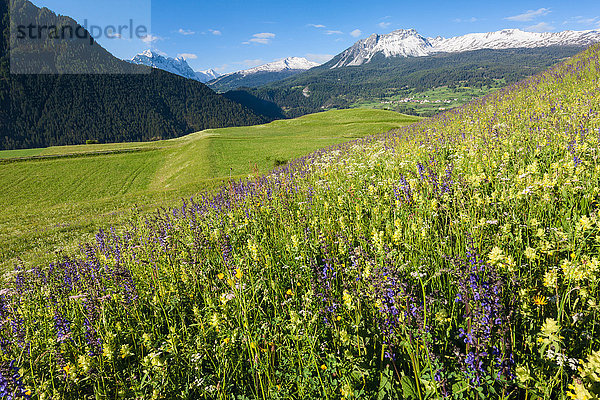 Blumenwiese Europa Wiese Ansicht Kanton Graubünden Schweiz