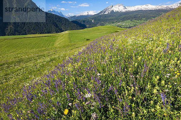 Blumenwiese Europa Wiese Ansicht Kanton Graubünden Schweiz