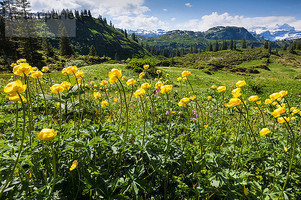 Blumenwiese Europa Wiese Schweiz