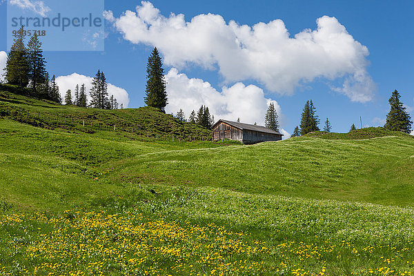 Blumenwiese Pferdestall Europa Wolke Wiese Schweiz