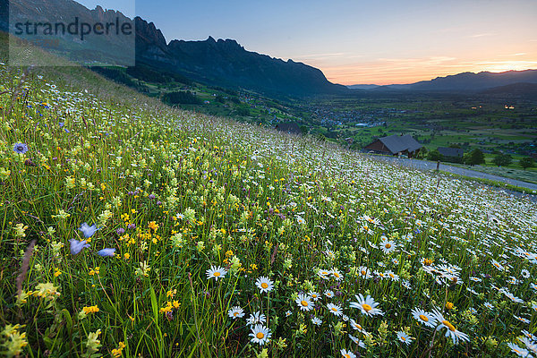 Blumenwiese Europa Sonnenaufgang Wiese Rheintal Schweiz