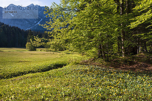 Sumpfdotterblume Caltha palustris Europa Berg Wald Holz Wiese Schweiz