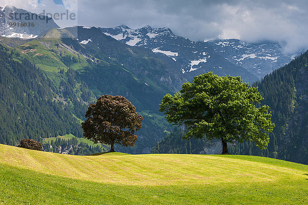 Europa Baum Wiese Schweiz