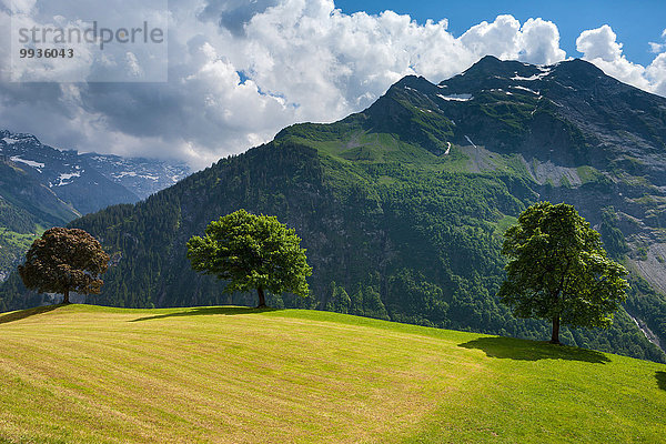 Europa Baum Wiese Schweiz