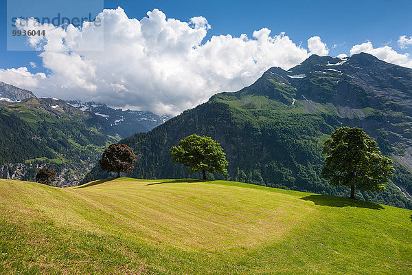 Europa Baum Wiese Schweiz