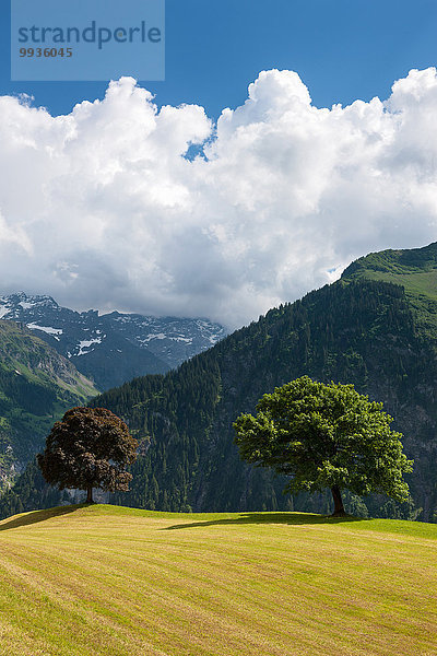 Europa Baum Wiese Schweiz