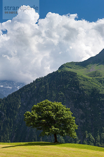 Europa Baum Wiese Schweiz