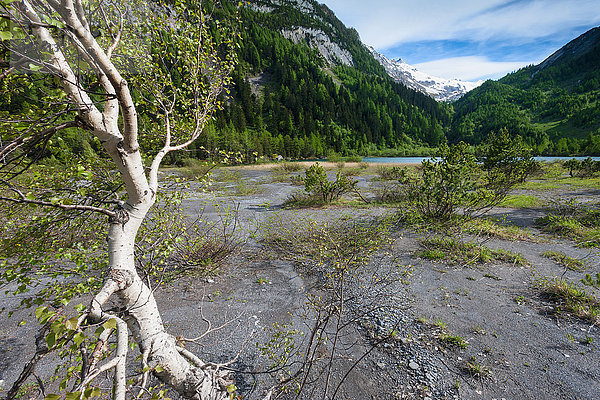 Europa Baum Wald See Birke Bergsee Schweiz