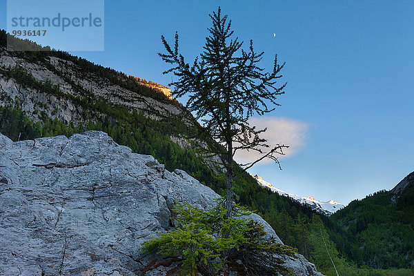 Felsbrocken Europa Steilküste Wald Abenddämmerung Lärche Schweiz