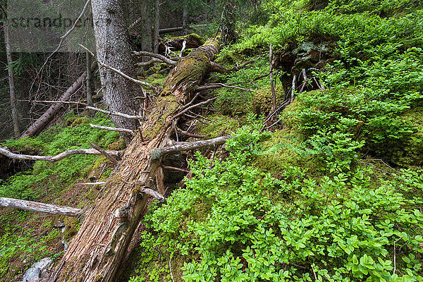 Europa Baum Wald Surselva Fichte Kanton Graubünden Schweiz