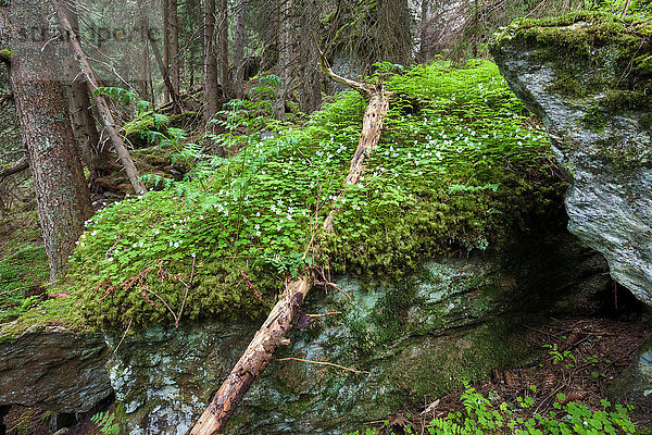 Europa Baum Wald Surselva Fichte Kanton Graubünden Wiesen-Klee Trifolium Pratense Schweiz