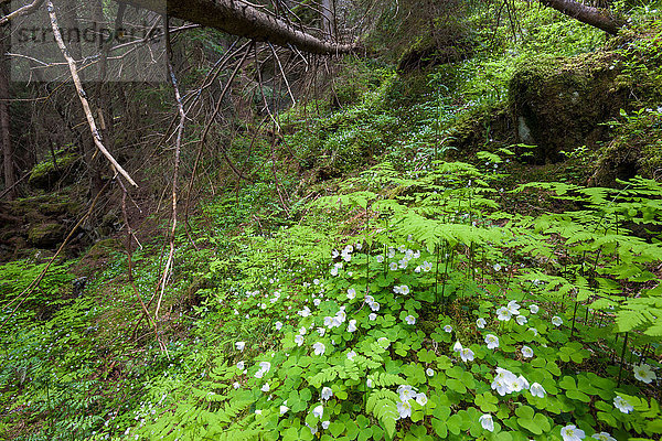 Europa Baum Wald Surselva Fichte Kanton Graubünden Wiesen-Klee Trifolium Pratense Schweiz