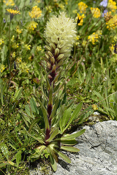 Europa Blume Pflanze blühen Alpen Schweiz