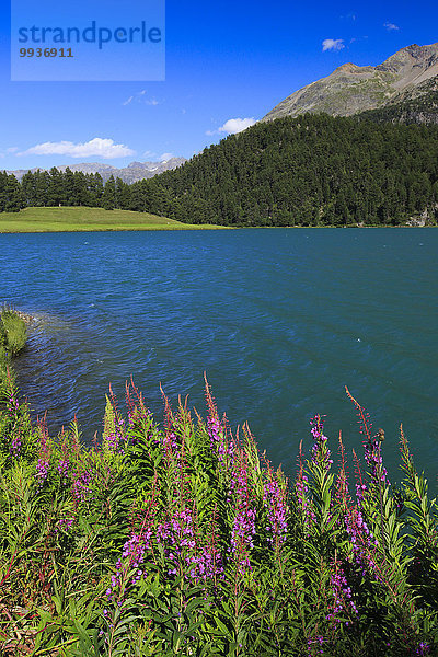 blauer Himmel wolkenloser Himmel wolkenlos Wasser Europa Berg Blume Sommer See Alpen Silvaplanersee Weidenröschen Bergsee Schweiz