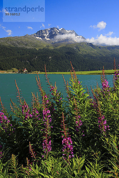 blauer Himmel wolkenloser Himmel wolkenlos Wasser Europa Berg Blume Sommer See Alpen Silvaplanersee Weidenröschen Bergsee Schweiz