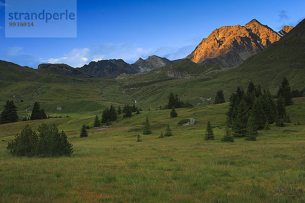 blauer Himmel wolkenloser Himmel wolkenlos Europa Berg Sommer Sonnenuntergang Baum grün Natur Alpen Fichte Kanton Graubünden Moor Schweiz
