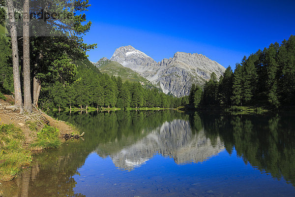 blauer Himmel wolkenloser Himmel wolkenlos Wasser Europa Berg Sommer Himmel Spiegelung Wald See Holz Alpen Kanton Graubünden Lärche Bergsee schweizerisch Schweiz