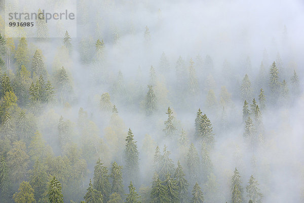 Europa Landschaft Baum Dunst grün Erhöhte Ansicht Aufsicht Wald Stimmung Natur Pflanze Nebel Holz Fichte Tanne Fichtenwald schweizerisch Schweiz Nebelfelder