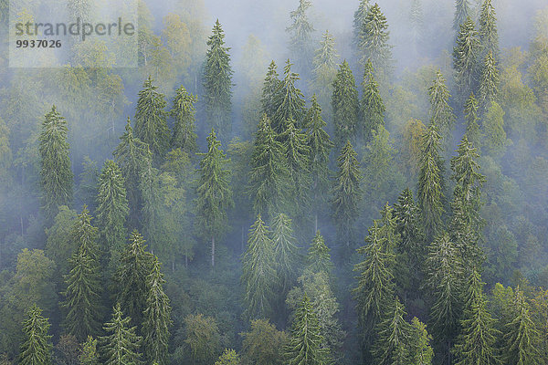 Europa Landschaft Baum Dunst grün Erhöhte Ansicht Aufsicht Wald Stimmung Natur Pflanze Nebel Holz Fichte Tanne Fichtenwald schweizerisch Schweiz Nebelfelder
