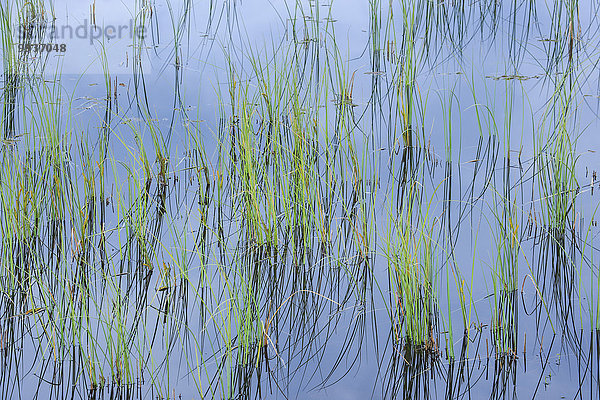 Detail Details Ausschnitt Ausschnitte Muster Wasser Europa ruhen Botanik Ruhe Konzept grün Spiegelung Abstraktion Hintergrund Stille blau Sumpf Feuchtgebiet braun Moor Schnittmuster Rest Überrest Schottland