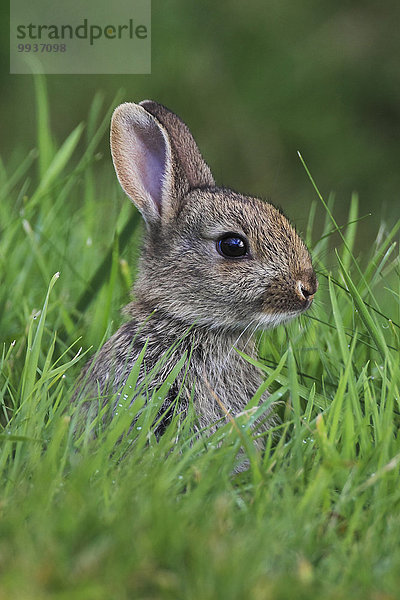 Tierisches Ohr stehend niedlich süß lieb Europa Stein Individualität Tier Schürfwunde Säugetier Fell - Tier Nagetier Kaninchen Highlands 1 Saft aufrecht Schottland schottisch Weichheit