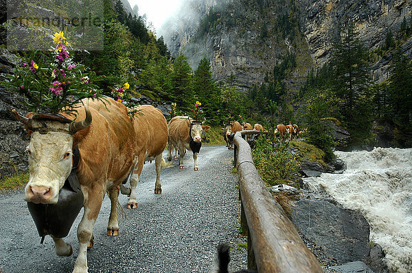 Hausrind Hausrinder Kuh Europa Straße Berg Bach Dekoration Berner Oberland Kanton Bern Kandersteg Schweiz
