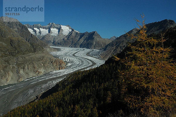Europa Morgen Herbst Aletschgletscher Gross Wannenhorn Lärche Gletscher Bettmeralp Schweiz