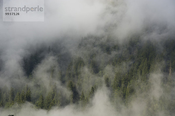 Europa Wald Nebel Holz Nadelwald Schweiz