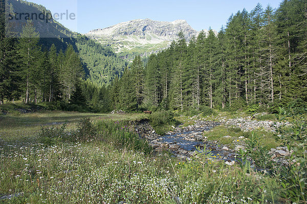 Europa Berg Wald Bach Holz Wiese Berggipfel Gipfel Spitze Spitzen Nadelwald Schweiz