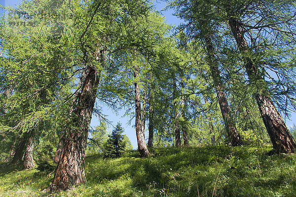Europa Sommer Wald Holz Lärche Nadelwald Schweiz
