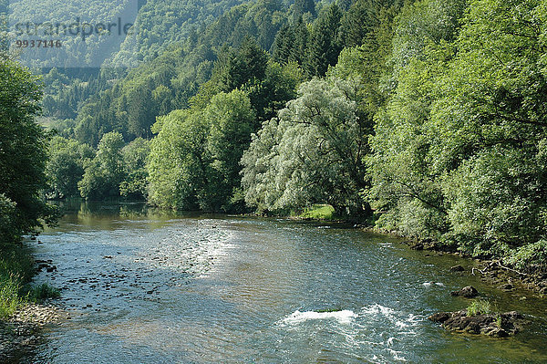 Europa Sommer Wald fließen Fluss Holz Mischwald Schweiz
