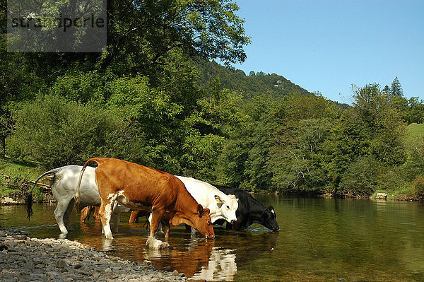 Hausrind Hausrinder Kuh Europa Getränk Sommer fließen Fluss Rind Schweiz