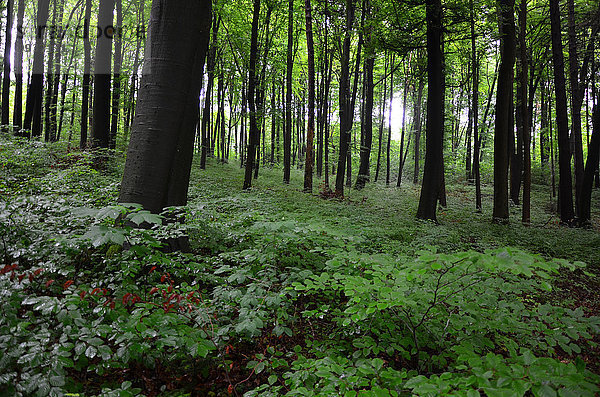 Europa Wald Holz blau Buche Buchen Schweiz