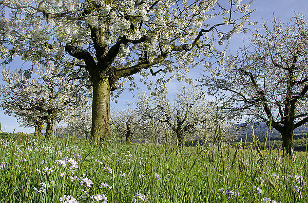 Obstbaum Kirschbaum Kirsche Europa Baum Blüte blau Wiese Schweiz